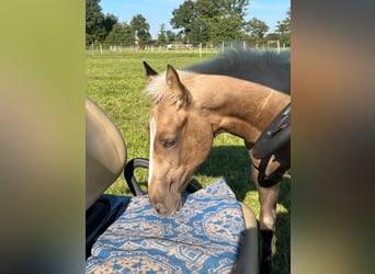Más caballos de pura sangre, Yegua, 1 año, 165 cm, Palomino