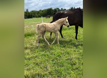 Más caballos de pura sangre, Yegua, 1 año, 165 cm, Palomino