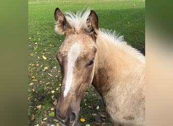 Más caballos de pura sangre, Yegua, 1 año, 165 cm, Palomino