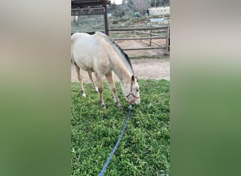 Más caballos de pura sangre, Yegua, 1 año, Bayo