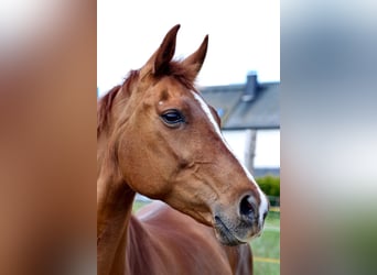 Más caballos de pura sangre, Yegua, 20 años, Alazán