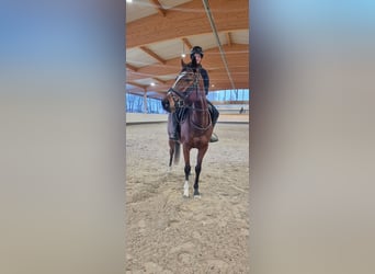 Más caballos de pura sangre, Yegua, 3 años, 150 cm, Castaño