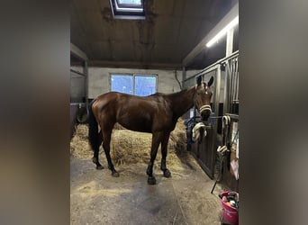 Más caballos de pura sangre, Yegua, 3 años, 159 cm, Castaño