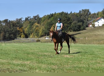 Más caballos de pura sangre, Yegua, 3 años, 160 cm, Alazán