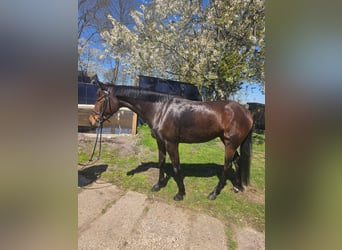 Más caballos de pura sangre, Yegua, 4 años, 152 cm