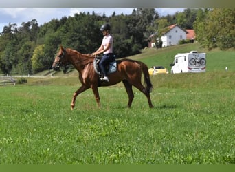 Más caballos de pura sangre, Yegua, 4 años, 158 cm, Alazán