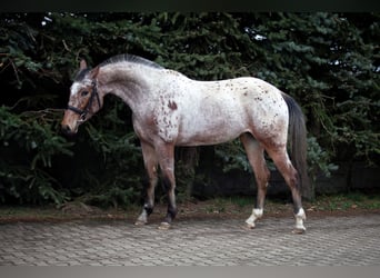 Más caballos de pura sangre Mestizo, Yegua, 4 años, 161 cm, Atigrado/Moteado