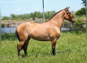 Más caballos de pura sangre, Yegua, 4 años, 164 cm, Buckskin/Bayo