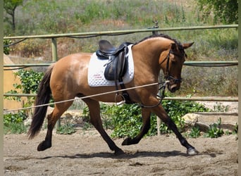 Más caballos de pura sangre, Yegua, 4 años, 164 cm, Buckskin/Bayo