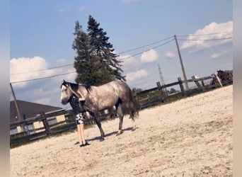 Más caballos de pura sangre, Yegua, 4 años, 170 cm, Alazán-tostado