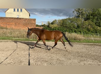 Más caballos de pura sangre, Yegua, 5 años, 160 cm, Castaño