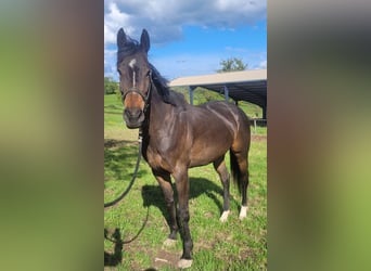 Más caballos de pura sangre, Yegua, 5 años, 163 cm, Castaño oscuro