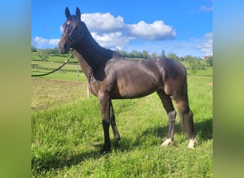 Más caballos de pura sangre, Yegua, 5 años, 163 cm, Castaño oscuro