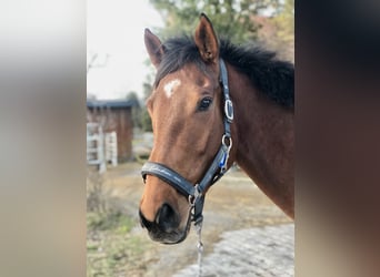 Más caballos de pura sangre, Yegua, 5 años, 170 cm, Castaño
