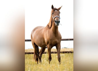 Más caballos de pura sangre Mestizo, Yegua, 6 años, 155 cm, Alazán
