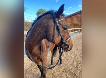 Más caballos de pura sangre, Yegua, 6 años, 160 cm, Castaño