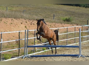 Más caballos de pura sangre, Yegua, 6 años, 163 cm, Castaño oscuro