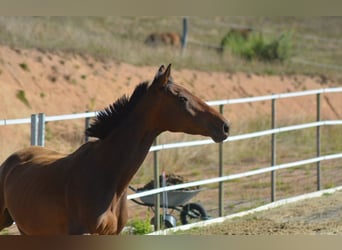 Más caballos de pura sangre, Yegua, 6 años, 163 cm, Castaño oscuro