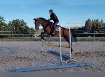 Más caballos de pura sangre, Yegua, 6 años, 163 cm, Castaño oscuro