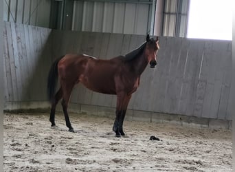 Más caballos de pura sangre, Yegua, 6 años, 164 cm, Castaño