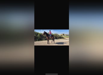 Más caballos de pura sangre, Yegua, 6 años, 169 cm, Castaño oscuro