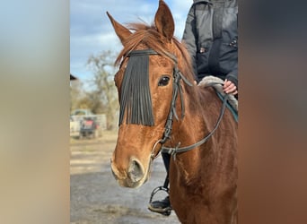 Más caballos de pura sangre, Yegua, 7 años, 160 cm, Tordo picazo