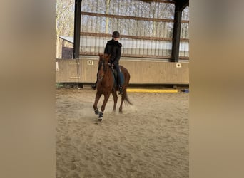 Más caballos de pura sangre, Yegua, 7 años, 160 cm, Tordo picazo