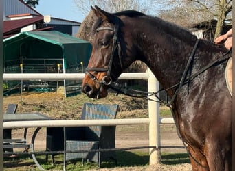 Más caballos de pura sangre, Yegua, 7 años, 164 cm, Castaño