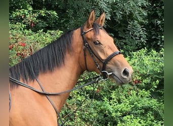 Más caballos de pura sangre, Yegua, 7 años, 168 cm, Castaño
