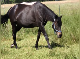 Más caballos de pura sangre, Yegua, 8 años, 155 cm, Morcillo