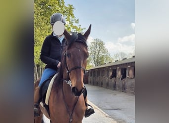 Más caballos de pura sangre, Yegua, 8 años, 161 cm, Castaño claro