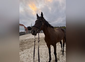 Más caballos de pura sangre, Yegua, 8 años, 164 cm, Castaño oscuro