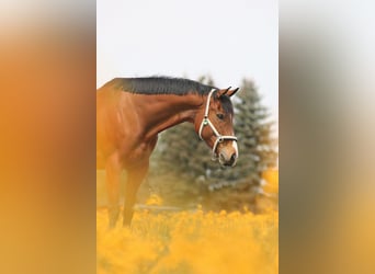 Más caballos de pura sangre, Yegua, 8 años, 165 cm, Castaño