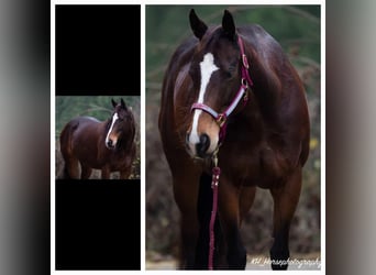 Más caballos de pura sangre, Yegua, 9 años, 158 cm, Castaño