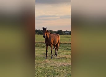 Más caballos de pura sangre, Yegua, 9 años, 161 cm, Castaño