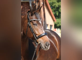 Más caballos de pura sangre, Yegua, 9 años, 164 cm, Castaño