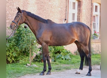 Más caballos de pura sangre, Yegua, 9 años, 164 cm, Castaño