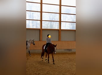 Más caballos de pura sangre, Yegua, 9 años, 165 cm, Alazán