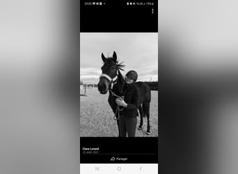 Más caballos de pura sangre, Yegua, 9 años, Negro