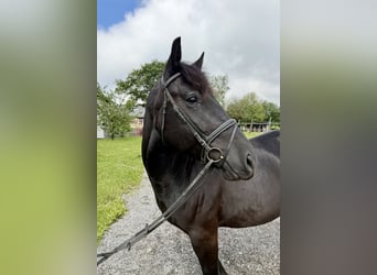 Más caballos de sangre fría, Caballo castrado, 10 años, 160 cm, Negro