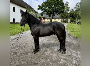 Más caballos de sangre fría, Caballo castrado, 10 años, 160 cm, Negro