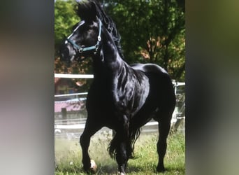 Más caballos de sangre fría Mestizo, Caballo castrado, 10 años, 165 cm, Negro