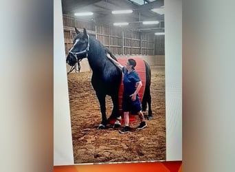 Más caballos de sangre fría Mestizo, Caballo castrado, 10 años, 165 cm, Negro