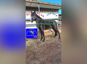 Más caballos de sangre fría Mestizo, Caballo castrado, 11 años, 150 cm, Negro