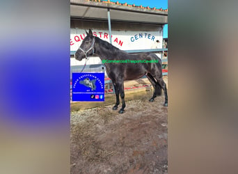 Más caballos de sangre fría Mestizo, Caballo castrado, 11 años, 150 cm, Negro