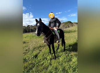 Más caballos de sangre fría Mestizo, Caballo castrado, 11 años, 150 cm, Negro