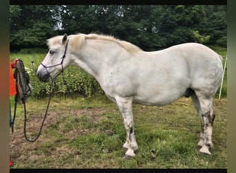 Más caballos de sangre fría, Caballo castrado, 11 años, 154 cm, Tordo