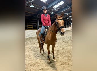 Más caballos de sangre fría, Caballo castrado, 11 años, 160 cm, Alazán
