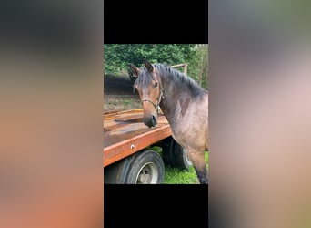 Más caballos de sangre fría Mestizo, Caballo castrado, 11 años, 160 cm, Porcelana