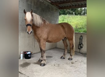 Más caballos de sangre fría, Caballo castrado, 11 años, 165 cm, Alazán